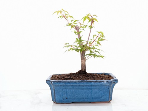 Japanese maple katsura pre - ',