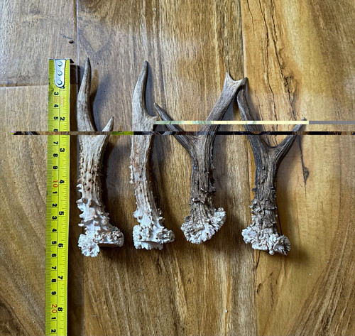 Lot deer antler - lot, 4
