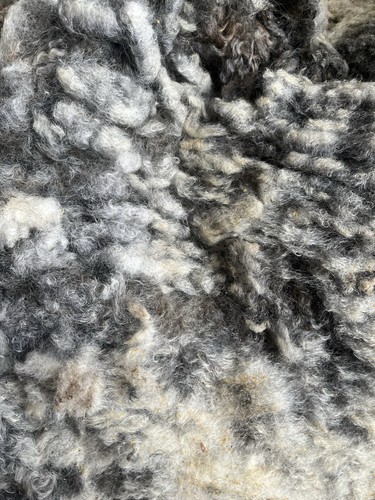 Raw gotland wool fleece fibre - raw,