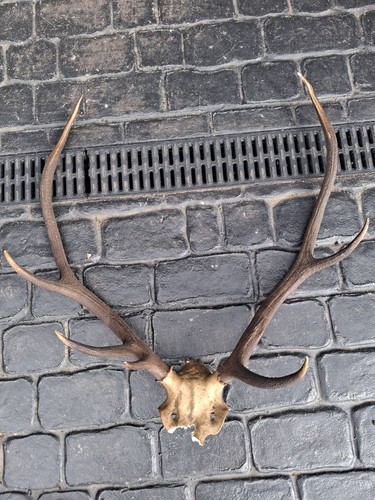 Red stag mounted - stag, on