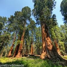 Sequoiadendron giganteum giant - giganteum,