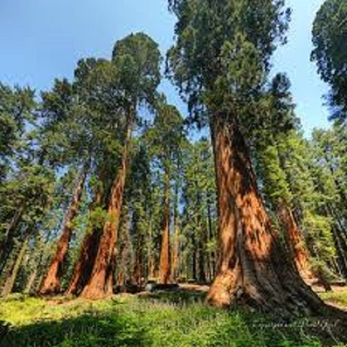 Sequoiadendron giganteum giant - sequoiadendron,
