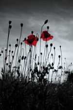 Black White Grey Two Red Poppy