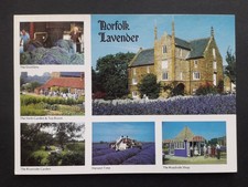 Norfolk Lavender multi-view  - modern size postcard