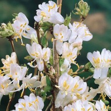 SHRUBBY HONEYSUCKLE LONICERA WINTER BEAUTY IN 9CM POT FRAGRANT WHITE FLOWERS