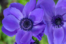 20 Anemone Mr. Fokker BLUE Spring/Summer Flowering Bulbs Garden Perennial Corms