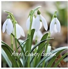 50 Organic Native Single Snowdrop bulbs available now ??