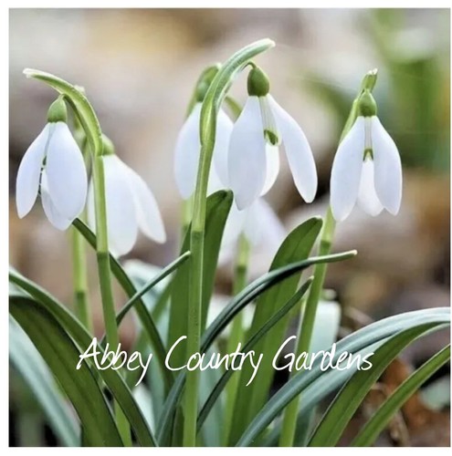 Single snowdrop bulbs - snowdrop,