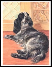 COCKER SPANIEL LOVELY DOG ART