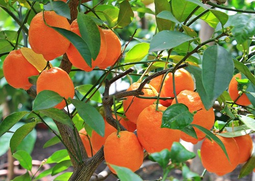 Tangerine mandarin citrus - tangerine,