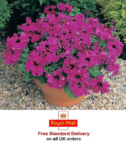 Burgundy petunia - x,