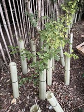 60cm 2ft Tubex Standard Tree Tube Rabbit Guard Protection Packs