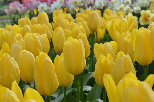 Yellow tulip seeds - yellow,