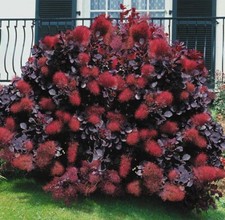 Cotinus ‘Royal Purple’ The Smoke Bush Shrub. Big Tall Instant Impact. 20cm Pot