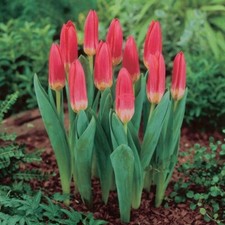 10x scarlet baby tulips - scarlet, bulbs