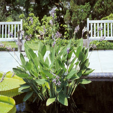 THALIA DEALBATA - 5 x seeds -