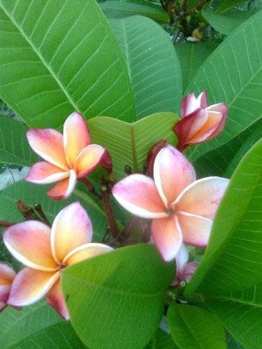 Fresh seeds plumeria - 5,