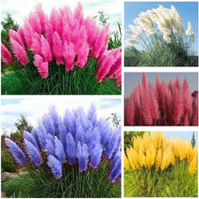 1000+ Mix Pampas Grass Seeds
