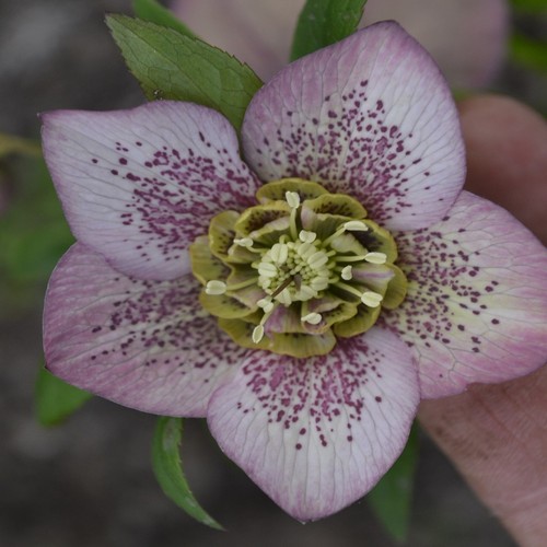 Helleborus hellebore - helleborus,