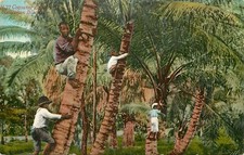 Vintage Postcard Hawaiian