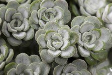 Sedum Plants - 'Cape Blanco' -