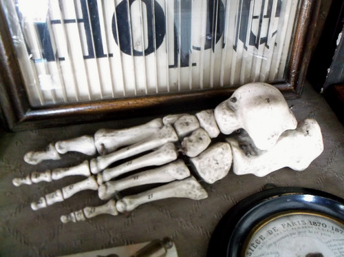 Rare antique 19th anatomical - 19th, c