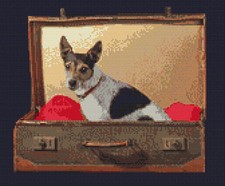 Jack russell terrier - russell, dog