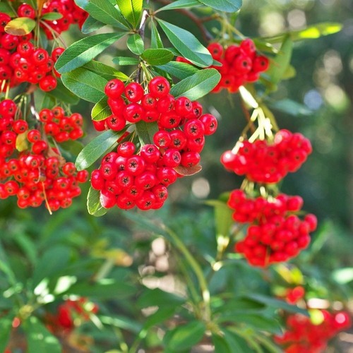 Pyracantha red column - column,