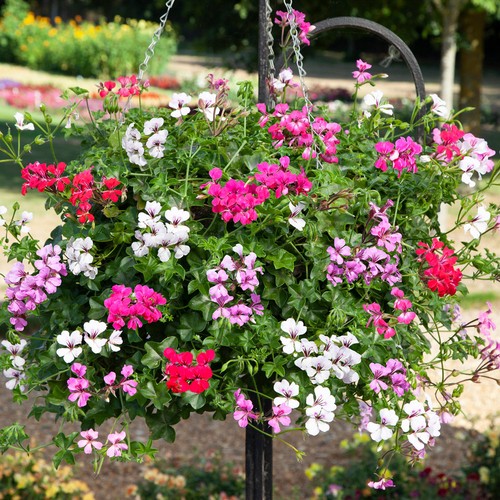 Ivy geranium reach out - geranium,