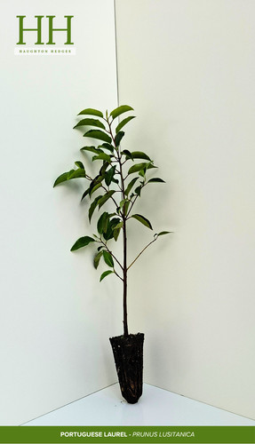 Portuguese laurel hedge plants - portuguese,