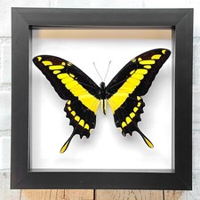 King Swallowtail Butterfly