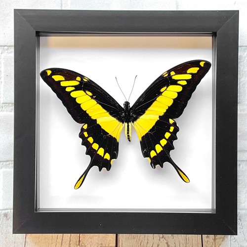 King swallowtail butterfly - swallowtail,