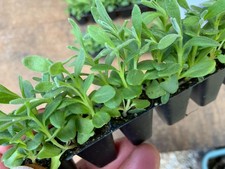 Lavender English AngustifoliaX