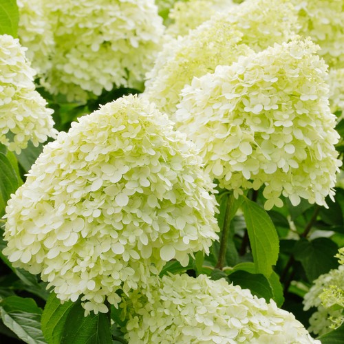 Hydrangea limelight spreading - hydrangea,