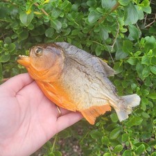 Dried taxidermy Piranha Fish, Curiosity Cabinet