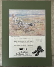 1950 Vernon Stokes Dog Print | English Setters | Lotus Boots Advert | Mounted