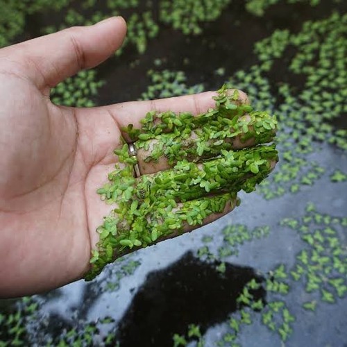 Live floating pond - live,