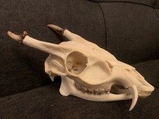 Muntjac Deer Skull Taxidermy