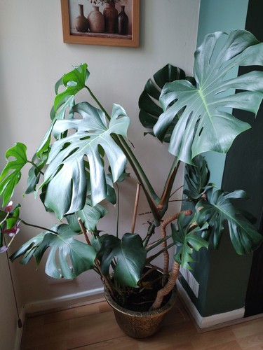 Swiss cheese plant monstera - swiss,