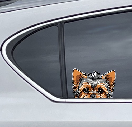 Cute yorkshire terrier - cute,