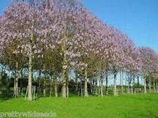 Paulownia fastest-growing tree in the world 100 Seeds 