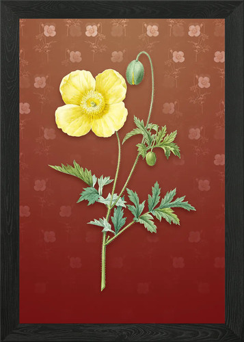 Vintage welsh poppy - vintage,