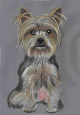Original color pencil drawing artwork Art cute little Yorkshire Terrier Dog
