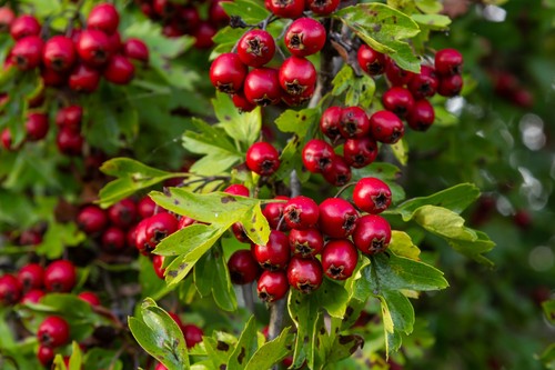 Hawthorn hedge saplings - 25,