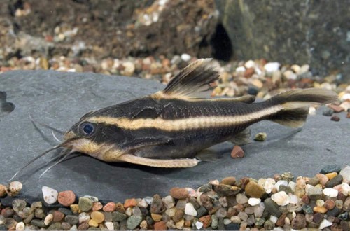 Pack striped raphael - 2-pack, catfish