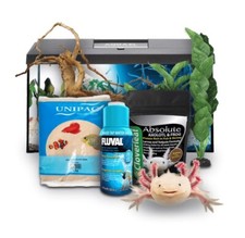 Swell reptiles axolotl - swell,