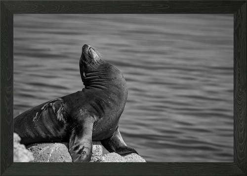 Sea lion posing rock - on,