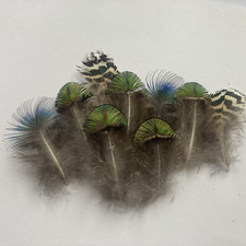 9 Mixed Male Peacock Feathers - Arts & crafts