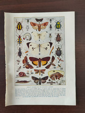 VINTAGE ORIG. COLOUR PRINT-GARDENING/INSECTS-INSECT ENEMIES OF THE GARDEN-1925CA