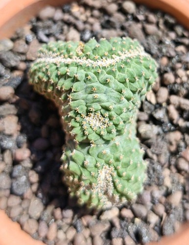 Strombocactus disciformis - strombocactus,